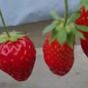 satocの画像