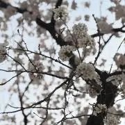 유나の画像