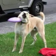 はーしーの画像