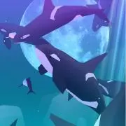 シャチー