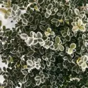 しろ