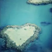 cocoの画像