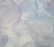 まゆたの画像