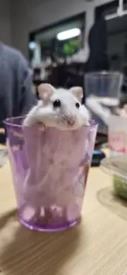 Meeの画像