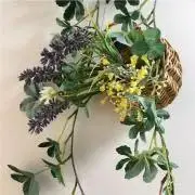 あかつきの画像