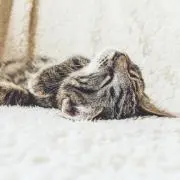 きょう
