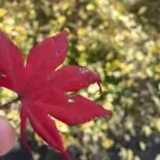 ®️ii  フォロー割ありの画像