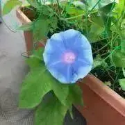 うぽこの画像