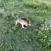 しそ昆布の画像