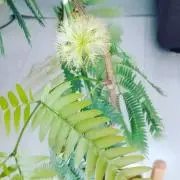 しの