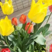 YMKの画像