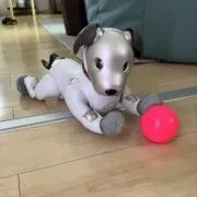 nemの画像