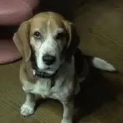ばたおの画像