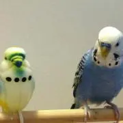 HF