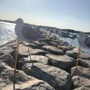 たこ