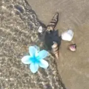 はにの画像