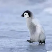 まみの画像