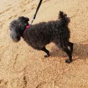 Tomの画像