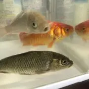 ⭐️⭐️⭐️の画像