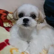 ミナトンの画像
