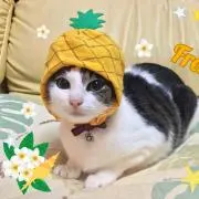 あちこ