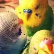 鳥屋の画像