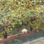 Nekihsの画像