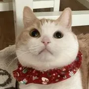 にゃん子の画像