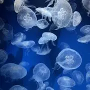 nieの画像