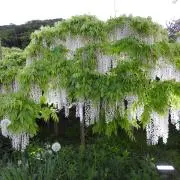 Tomyの画像