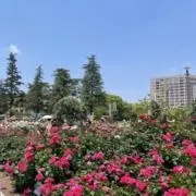 arinkoの画像