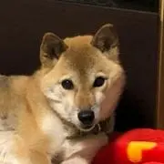 nobukichiの画像