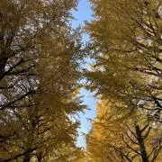はらはの画像