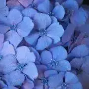mu