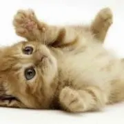 ゆりネコ(=^ェ^=)