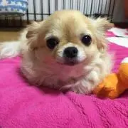 choco
