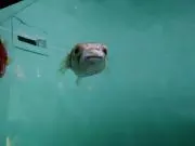 ありおーるの画像