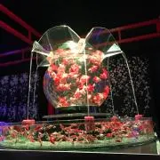 ヒアカセイの画像