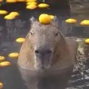 アクセル