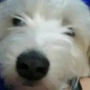 柴吉の画像