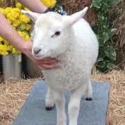 ヤギ
