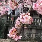 さくら※プロフ必読の画像