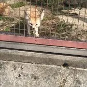 レモネード