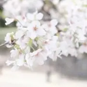 イの画像