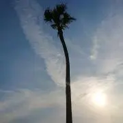 クロメガネの画像