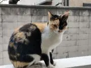 岡