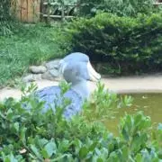 ぱくちっちの画像