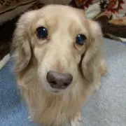 KGCの画像