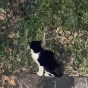 ネコ
