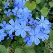 花江の画像